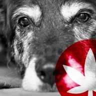 How Can CBD Help With Senior Pet Care?