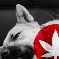 Is CBD Right For Your Pet?