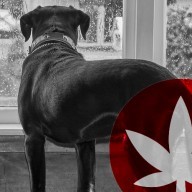 Le CBD Soulage Anxiété Et Stress Chez Les Chiens Et Chats