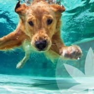 5 formas de refrescar a tu mascota este verano